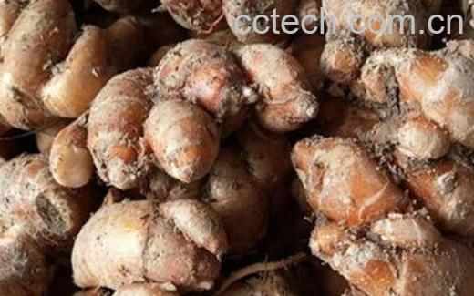 沙姜和生姜的区别-0