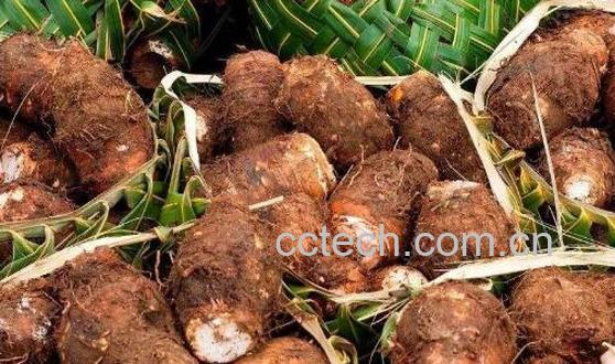 山芋头的功效与作用-1