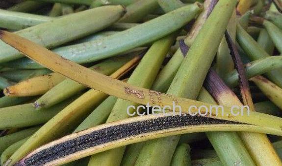 香草荚的功效与作用-0