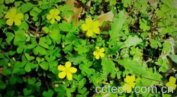 香草泡酒的功效与作用-1