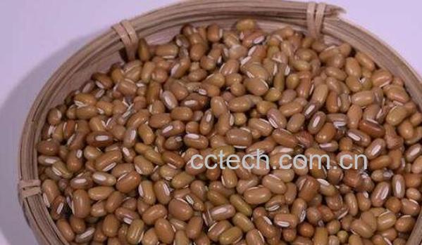 巴山豆的功效和作用 巴山豆的药用价值-0