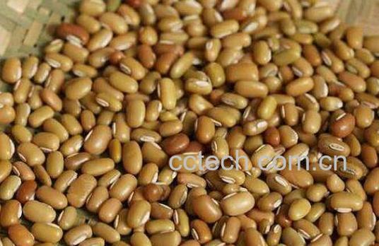 巴山豆的功效和作用 巴山豆的营养价值-0