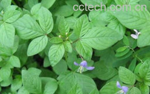 龙葵和白花菜区别 吃龙葵的好处-0