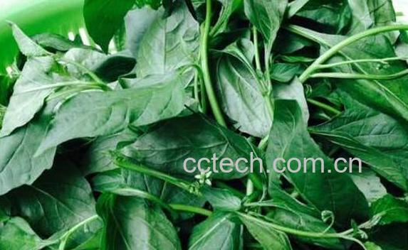 白花菜素炒怎么做好吃-1