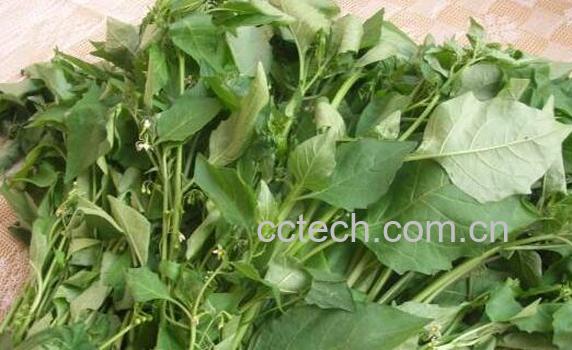 百花菜和白花菜区别 吃白花菜的好处-0