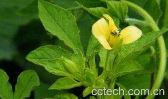 百花菜和白花菜区别 吃白花菜的好处-1