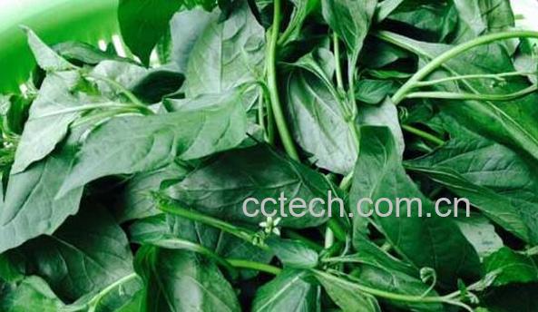 白花菜的功效与作用及禁忌-0