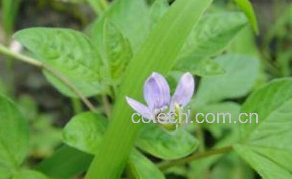 哪些人不宜吃白花菜 白花菜的副作用有哪些-1