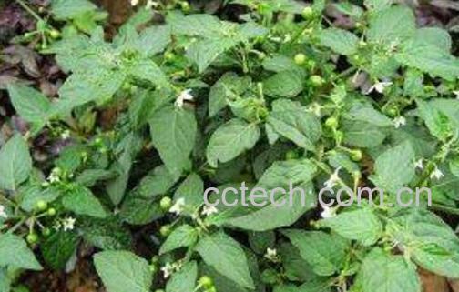 野白花菜作用与禁忌-1