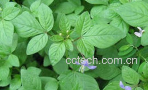 野白花菜作用与禁忌-0