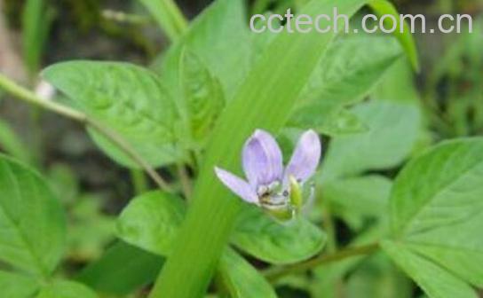 白蒿的药用功效与作用-0