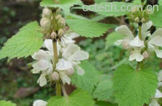 白花菜吃多少会中毒 白花菜中毒怎么处理-1