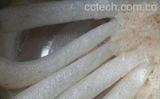 竹荪要用盐水泡什么原因 竹荪怎么泡发快-0