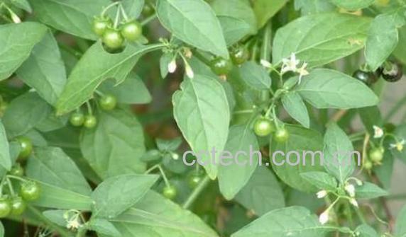 白花菜的禁忌 白花菜副作用-1