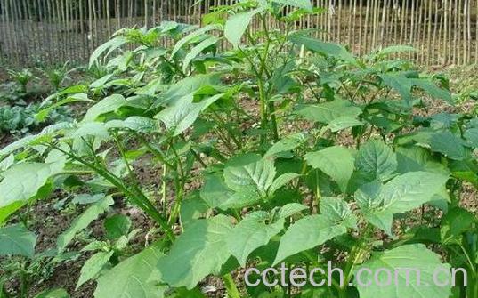 白花菜的禁忌 白花菜副作用-0