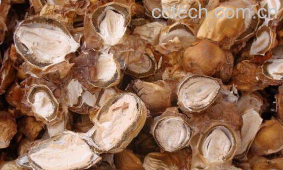 怎么泡发干竹胎儿-0