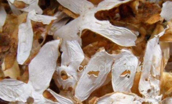 怎么泡发干竹胎儿-1