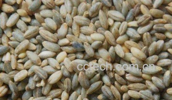 青稞米怎么煮好吃 青稞米的食用方法-0