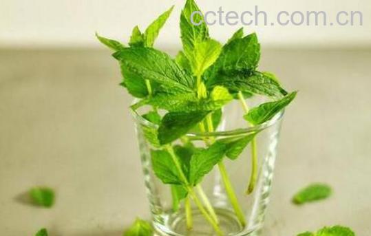 薄荷叶泡水的功效与作用及禁忌-0