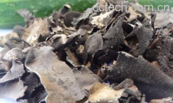 如何处理岩耳 岩耳怎么洗-1