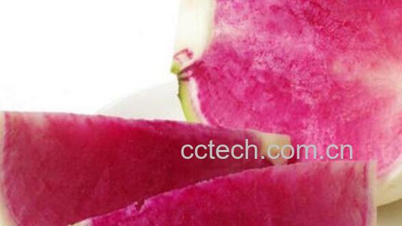 胭脂萝卜的功效与作用-1