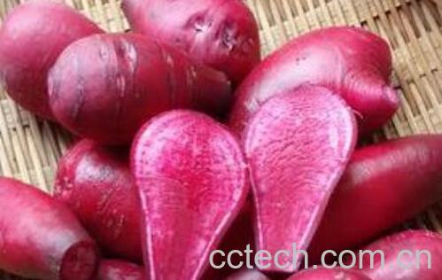 胭脂萝卜的功效与作用-0