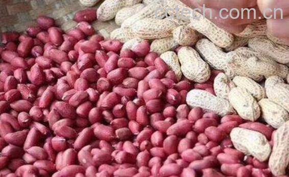 红皮花生米怎么吃补血-0