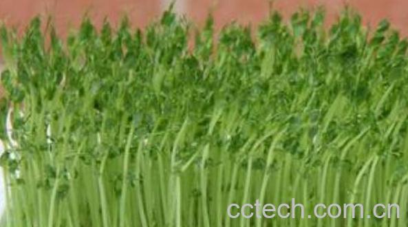  芽苗菜和豆芽的区别-0