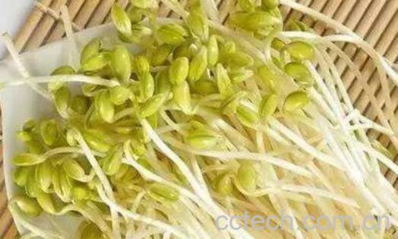  芽苗菜和豆芽的区别-1