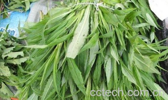 鸭嘴菜的功效与作用 鸭嘴菜的禁忌-1