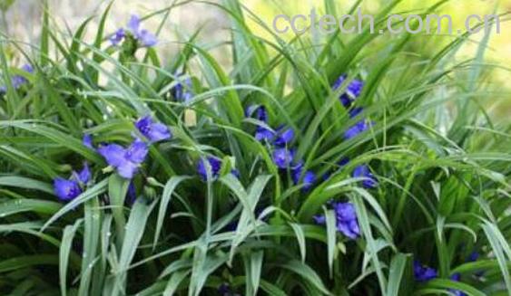 鸭跖草的功效与作用及副作用-0