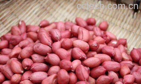 红皮花生的功效与作用 经常吃红皮花生的好处-0