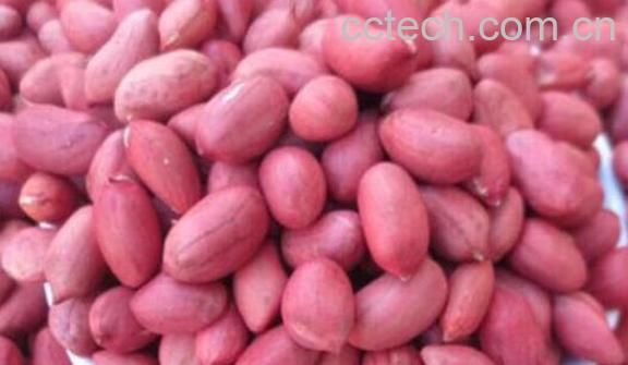红皮花生的功效与作用 经常吃红皮花生的好处-1