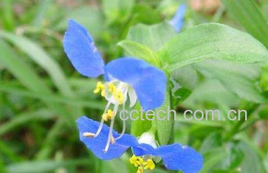 鸭跖草的功效与作用及副作用-1