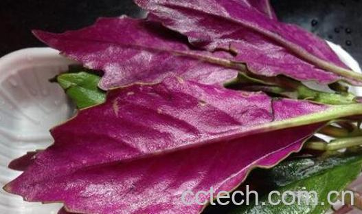 紫贝菜的功效与作用及食用方法-1