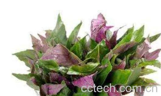紫贝菜的功效与作用及食用方法-0