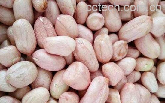 白皮花生的功效与作用-0