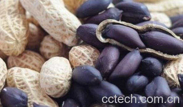 黑花生的功效与作用-1