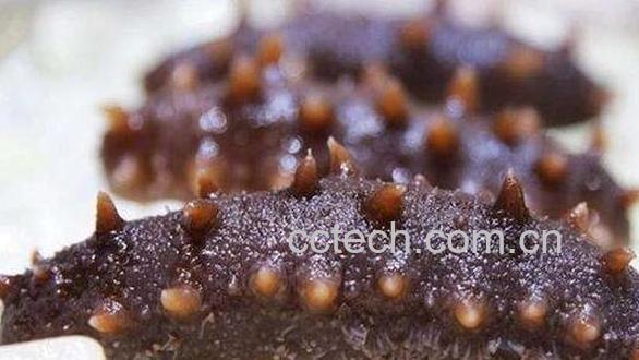 即食海参怎么处理 即食海参怎么保存-0