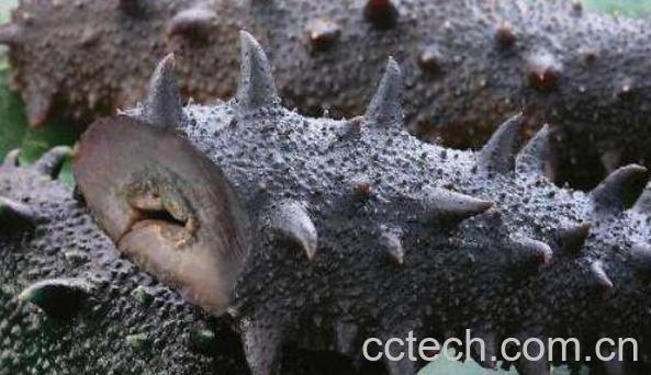 即食海参怎么处理 即食海参怎么保存-1