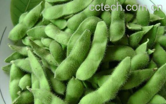 毛豆的功效与作用及禁忌-0