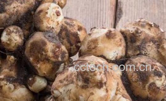 洋芋头的功效与作用及禁忌-0