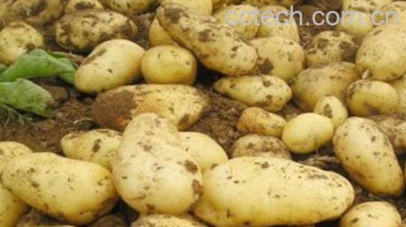 洋芋头的功效与作用及禁忌-1