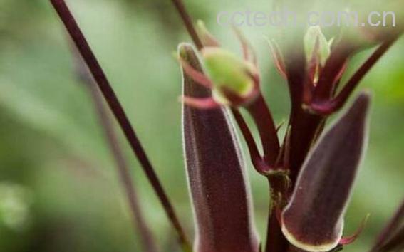 紫秋葵种植时间和方法-1