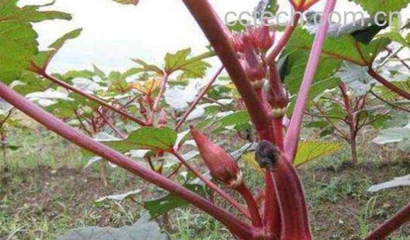 紫秋葵种植时间和方法-0