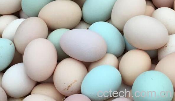 黑鸡蛋的营养价值与功效作用-1