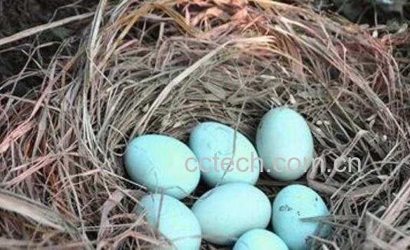 黑鸡蛋的营养价值与功效作用-0