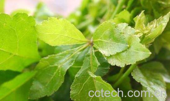 刺五加叶的功效与作用 刺五加叶子怎么吃-0