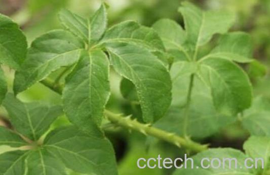 刺五加叶怎么做好吃-0