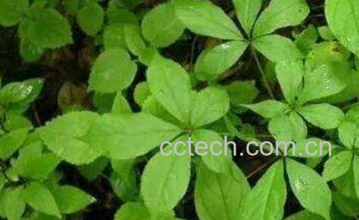 刺五加叶的功效与作用 刺五加叶子怎么吃-1